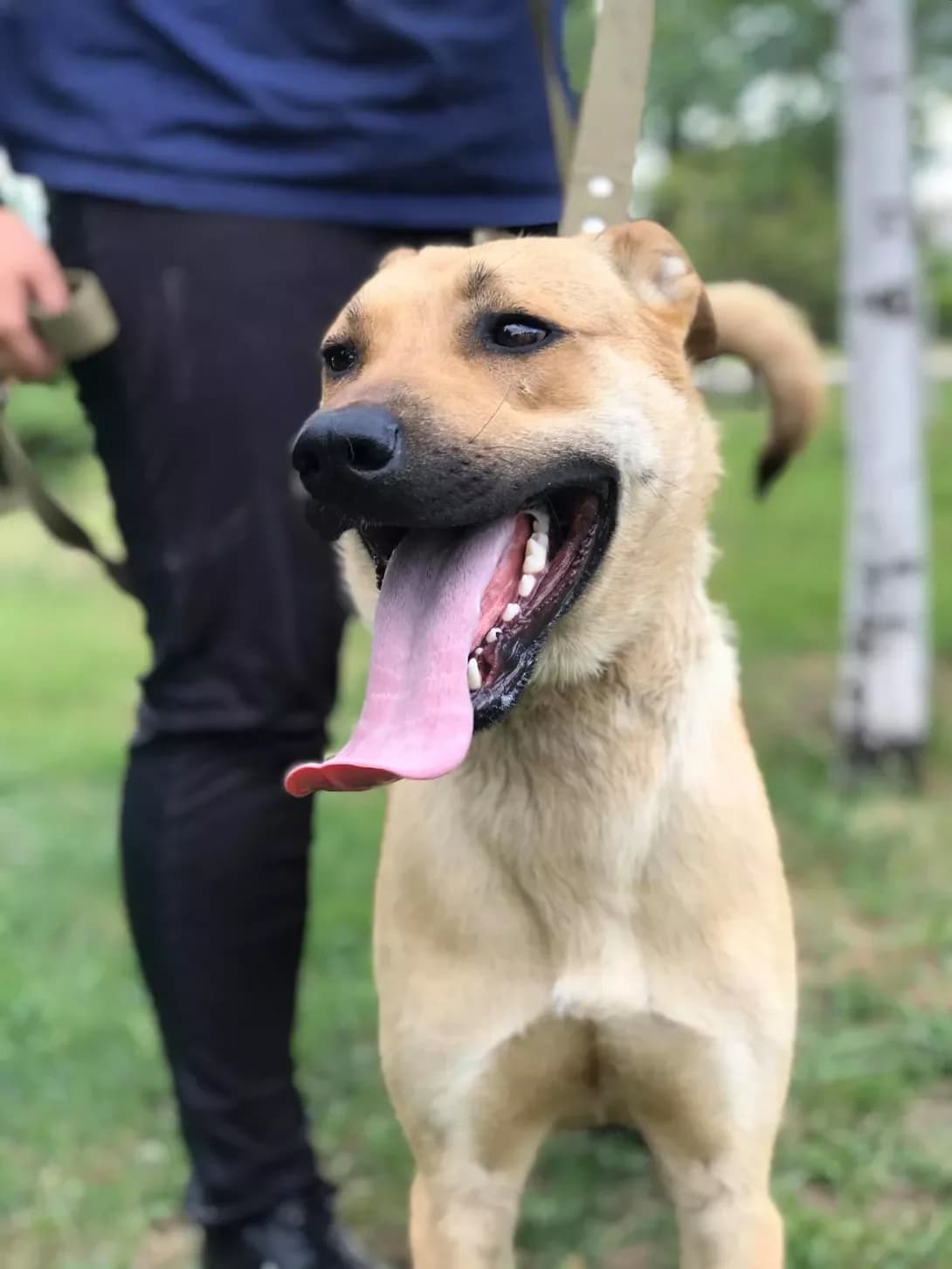 Red (Рэд), male 6yo Mixed Breed for adoption at Happy Paw Zaporizhzhia