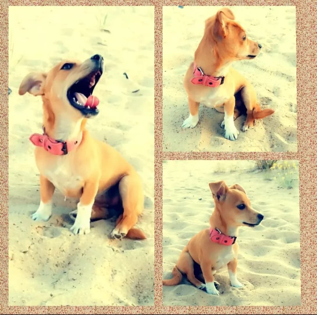 busya (буся), female 5yo Mixed Breed for adoption at Happy Paw Luhansk Oblast