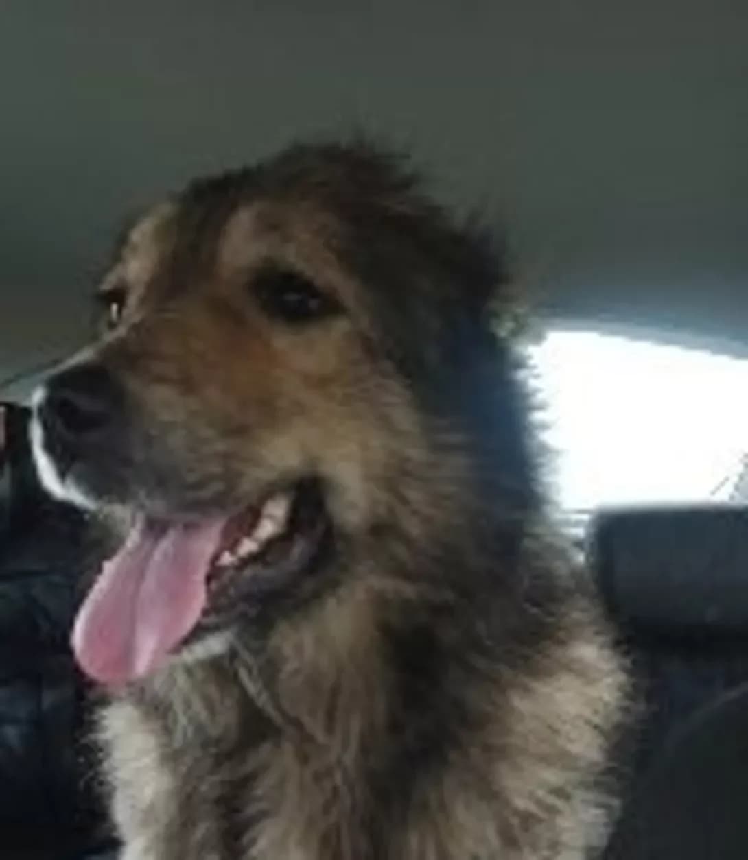 Suliko (Сулико), Mixed Breed (Happy Paw Dnipro)
