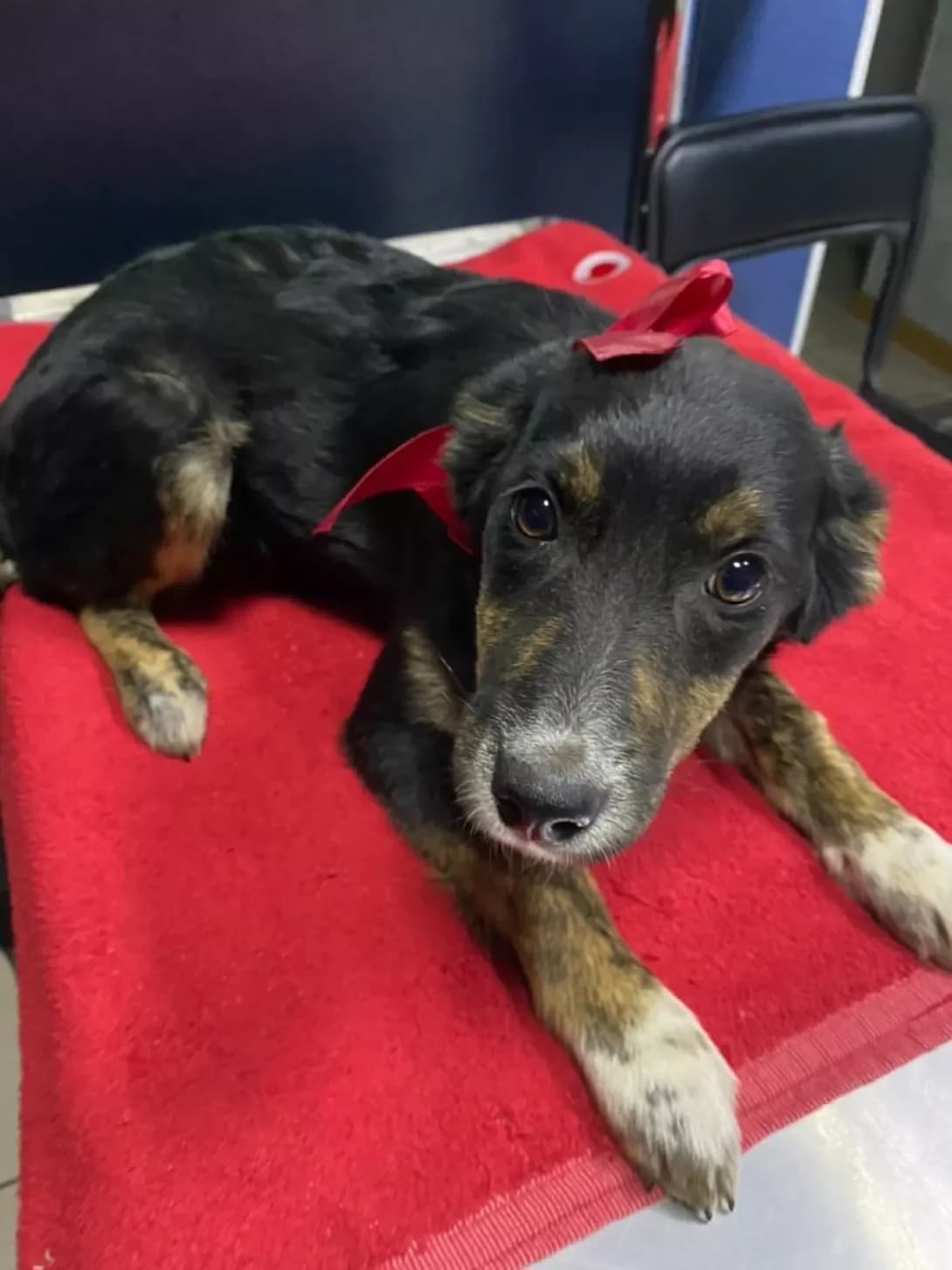 Manyunya (Манюня), female 5yo Mixed Breed for adoption at Happy Paw Odesa