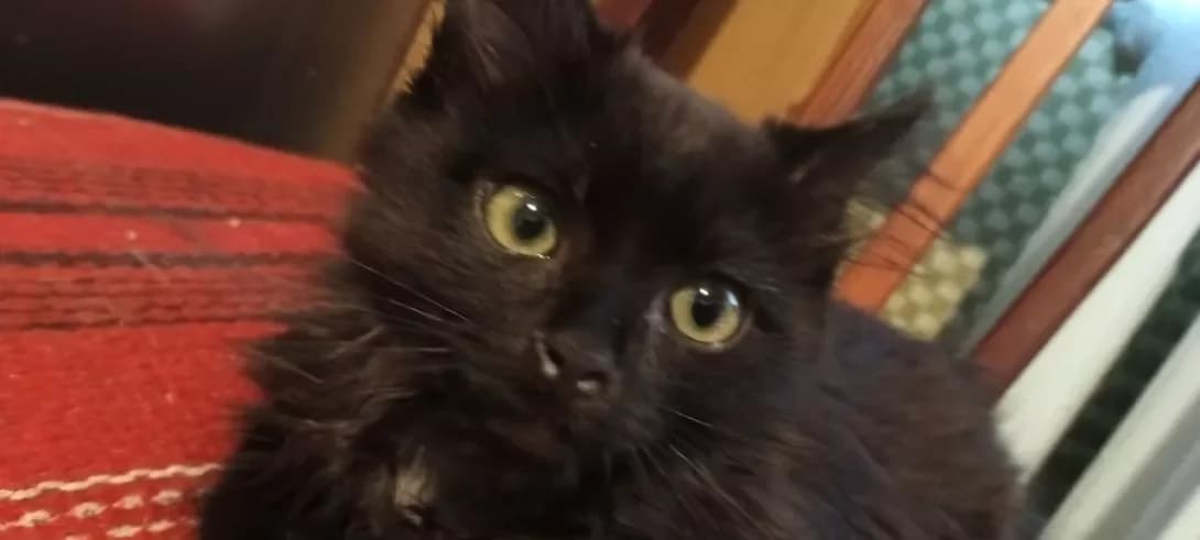 Manyunya (Манюня), female 5yo Mixed Breed for adoption at Happy Paw Zhytomyr Oblast