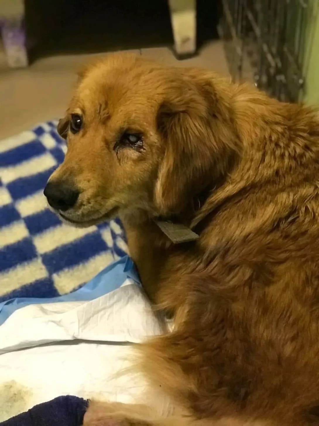 Gretta (Гретта), female 7yo Mixed Breed for adoption at Happy Paw Zaporizhzhia