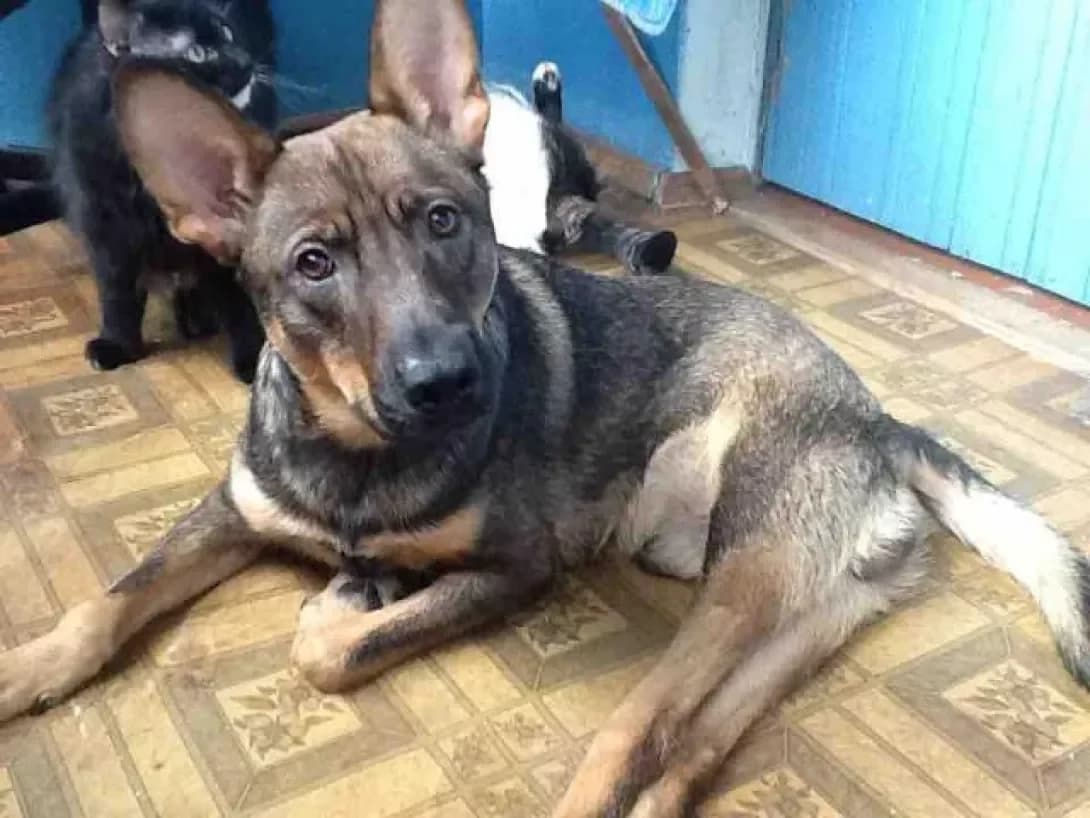 Stepashka (Степашка), male senior Mixed Breed for adoption at Happy Paw Zaporizhzhia