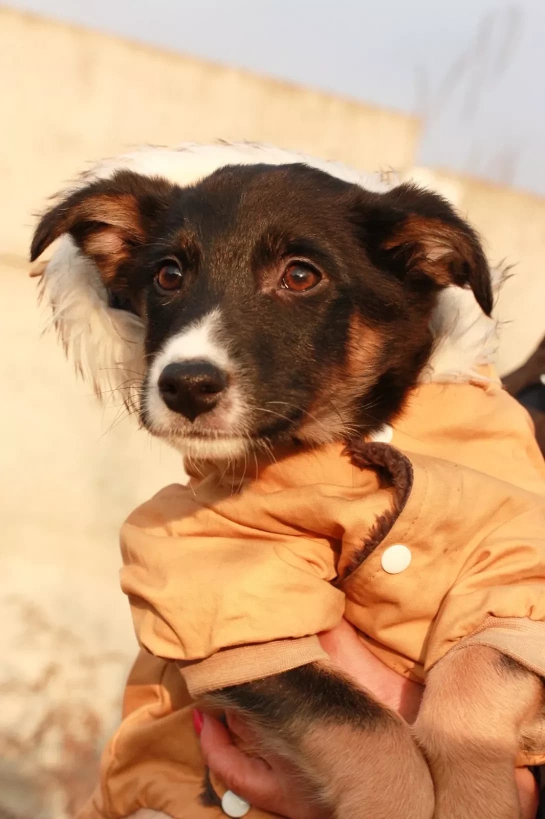 Shusha (Шуша), Mixed Breed (Happy Paw Dnipro)