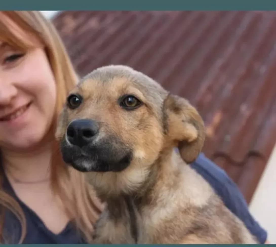 Bagira (Багира), female 5yo Mixed Breed for adoption at Happy Paw Dnipro