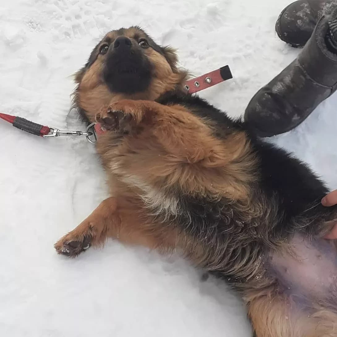 Stela (Стела), female 7yo Mixed Breed for adoption at Happy Paw Vinnytsia Oblast