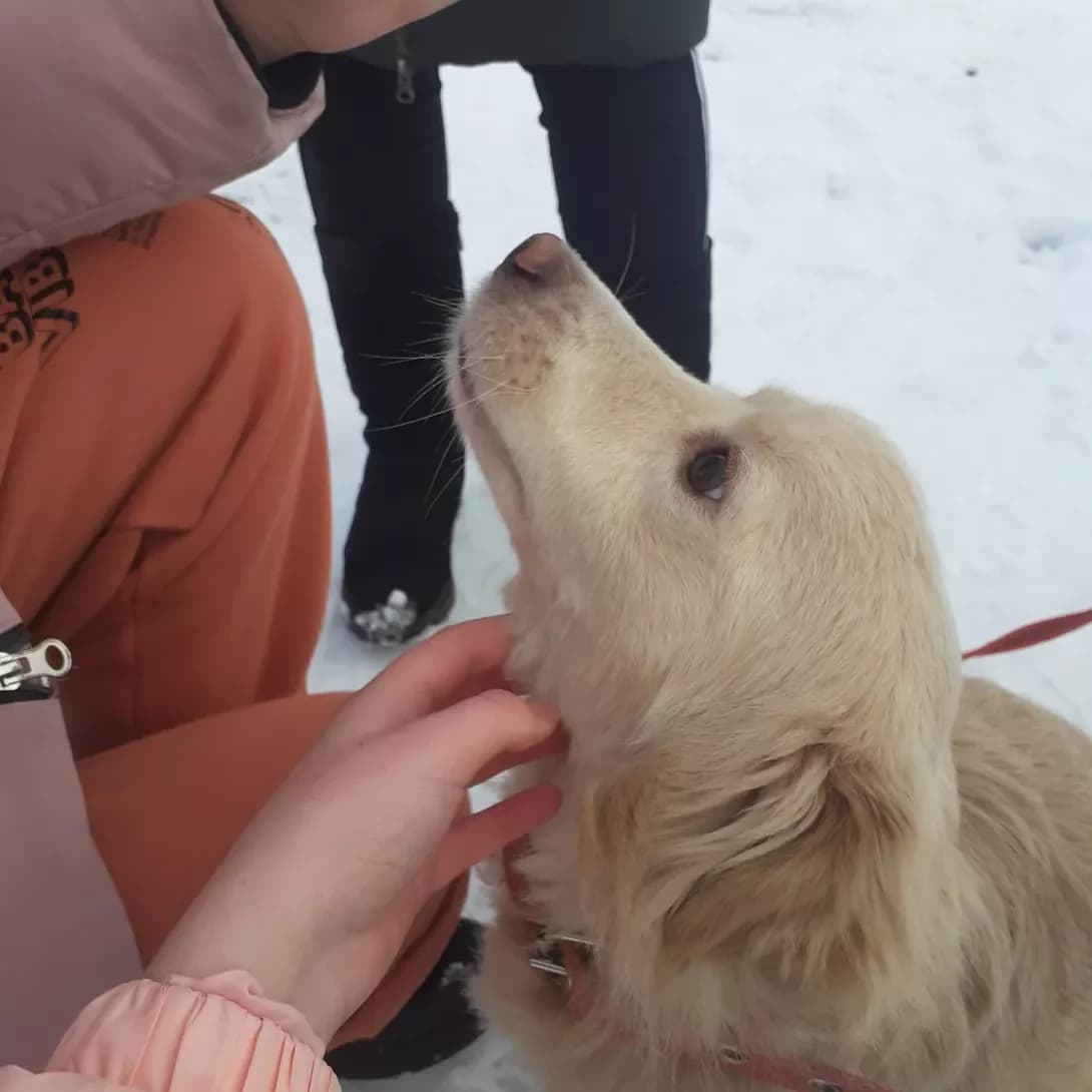 Charli (Чарлі), male 6yo Mixed Breed for adoption at Happy Paw Vinnytsia Oblast