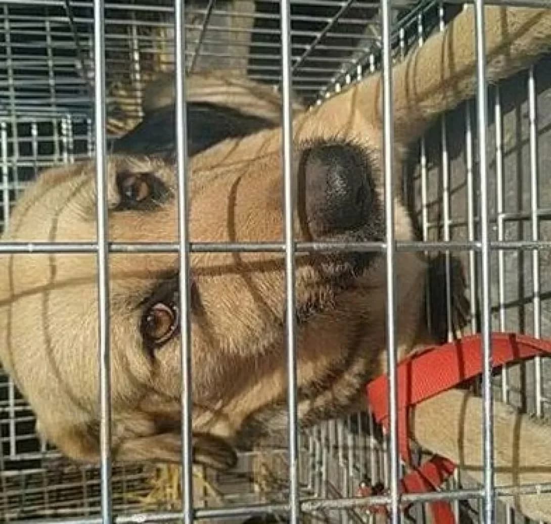 Nayda (Найда), female 7yo Mixed Breed for adoption at Happy Paw Volyn Oblast