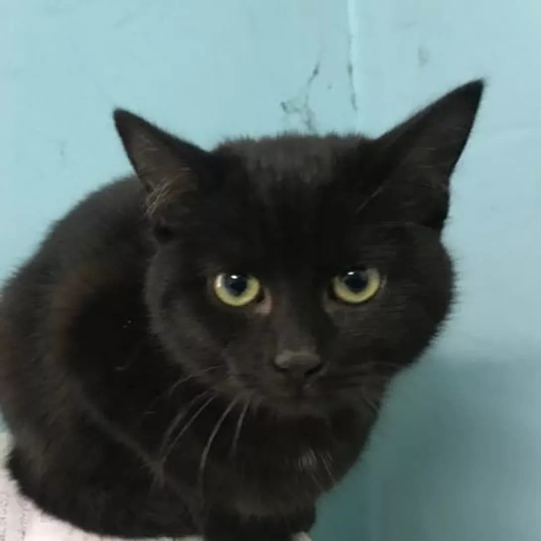 Pushik (Пушик), male 6yo Mixed Breed for adoption at Happy Paw Volyn Oblast