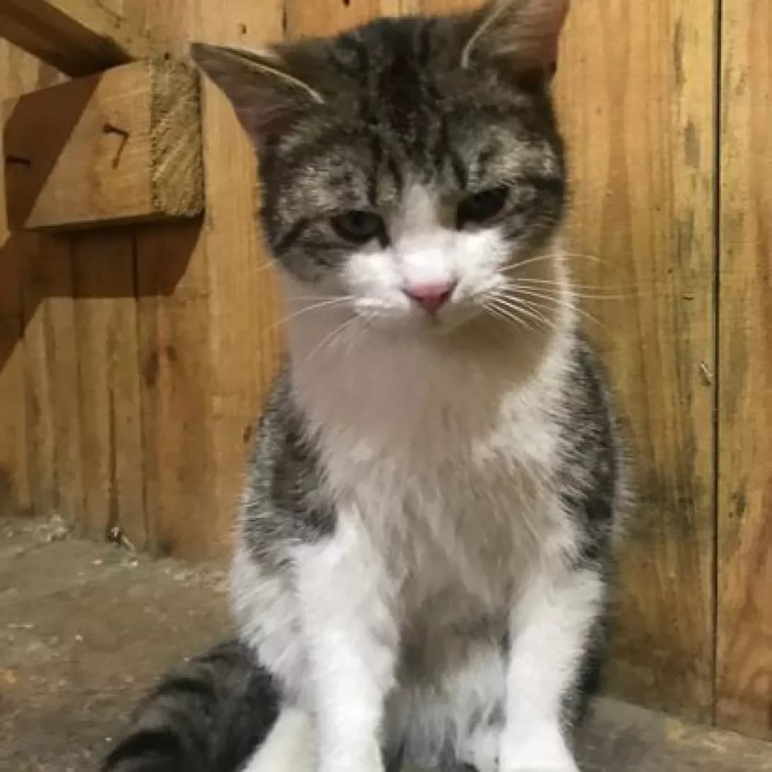 Milka (Мілка), female senior Mixed Breed for adoption at Happy Paw Volyn Oblast