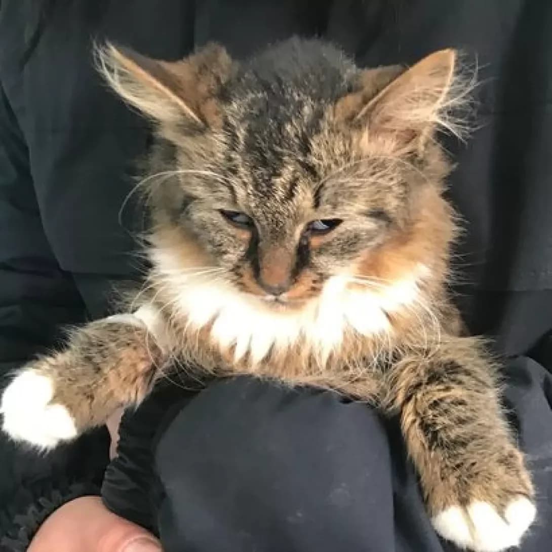 Marfa (Марфа), female 6yo Mixed Breed for adoption at Happy Paw Volyn Oblast