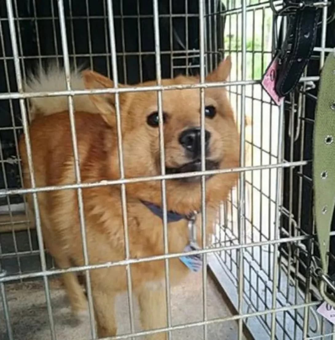 Shanni (Шанні), male 7yo Mixed Breed for adoption at Happy Paw Volyn Oblast