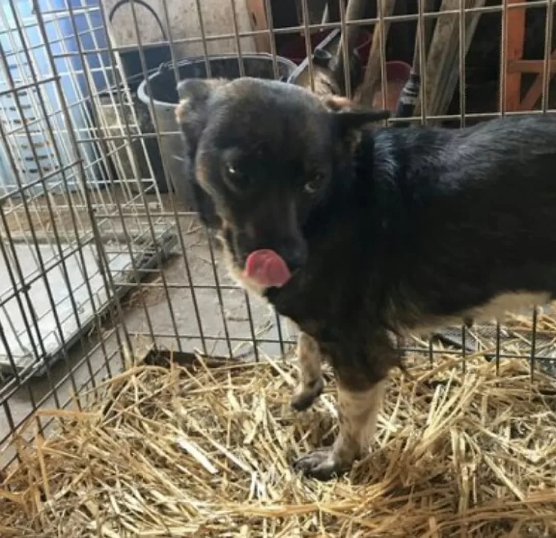 Nadiya (Надія), female 7yo Mixed Breed for adoption at Happy Paw Volyn Oblast