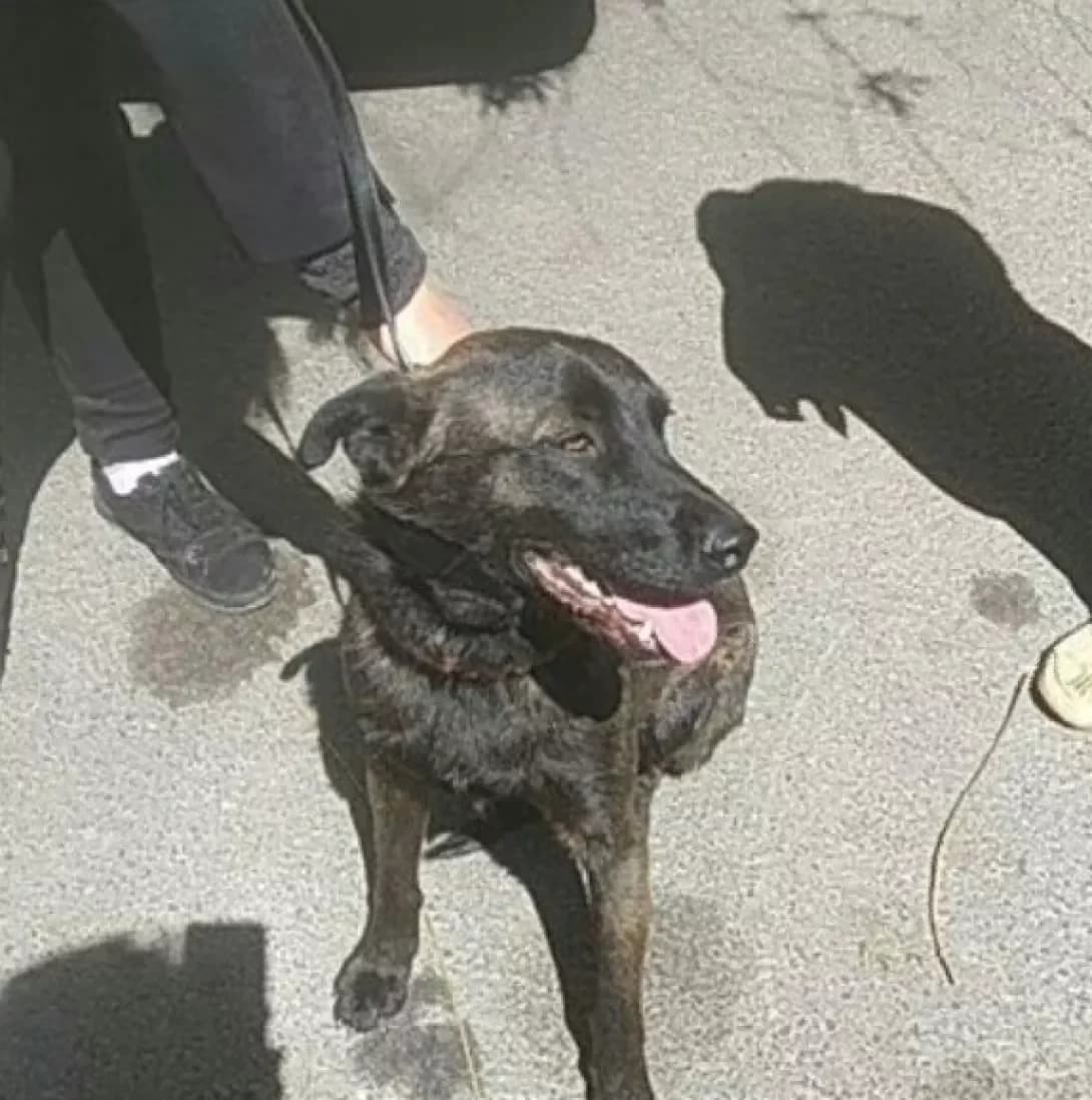 Khmil (Хміль), male 7yo Mixed Breed for adoption at Happy Paw Volyn Oblast