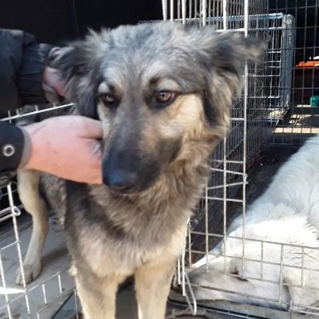 Lyenok0224 (Лєнок0224), female senior Mixed Breed for adoption at Happy Paw Volyn Oblast