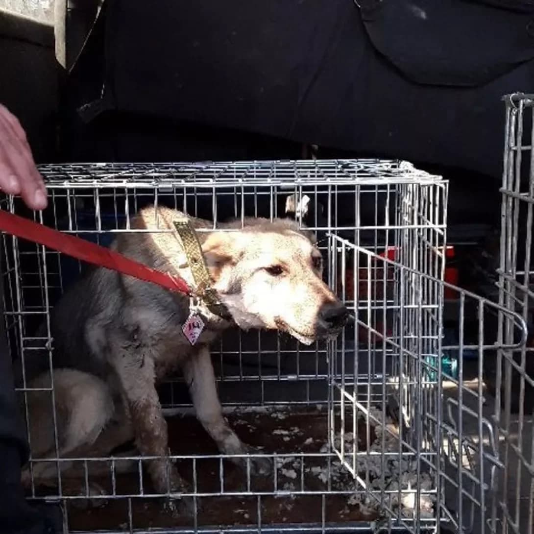 Makaron0040 (Макарон0040), male senior Mixed Breed for adoption at Happy Paw Volyn Oblast