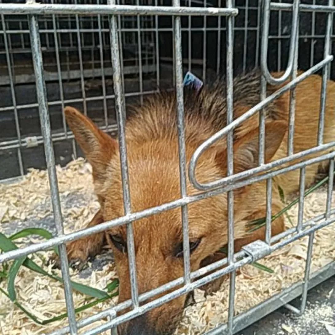 Zhenka ( 0175) (Женька ( 0175)), female senior Mixed Breed for adoption at Happy Paw Volyn Oblast