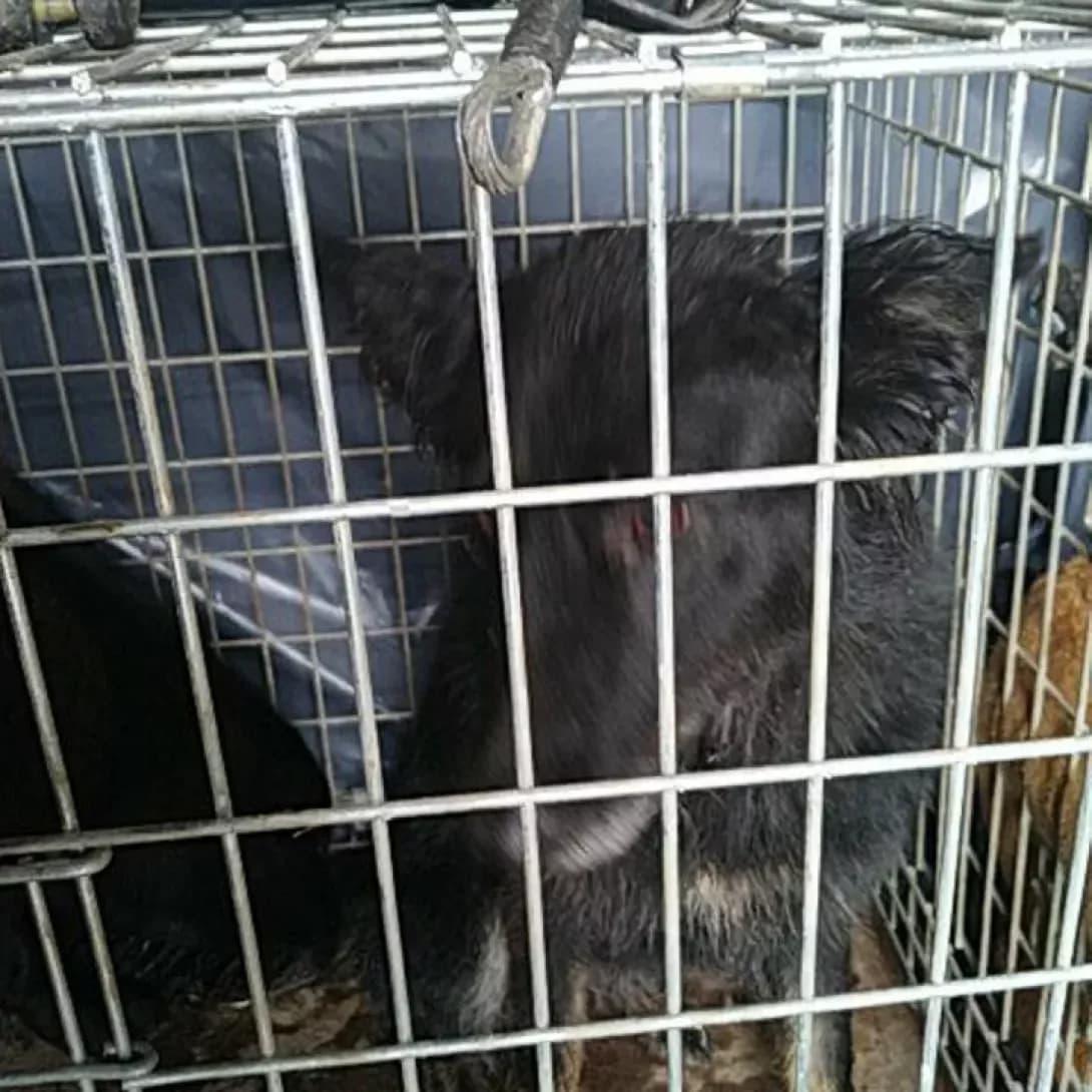 Avoska(0090) (Авоська(0090)), female senior Mixed Breed for adoption at Happy Paw Volyn Oblast