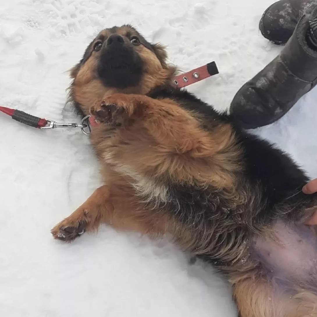 Stela (Стела), female 7yo Mixed Breed for adoption at Happy Paw Vinnytsia Oblast