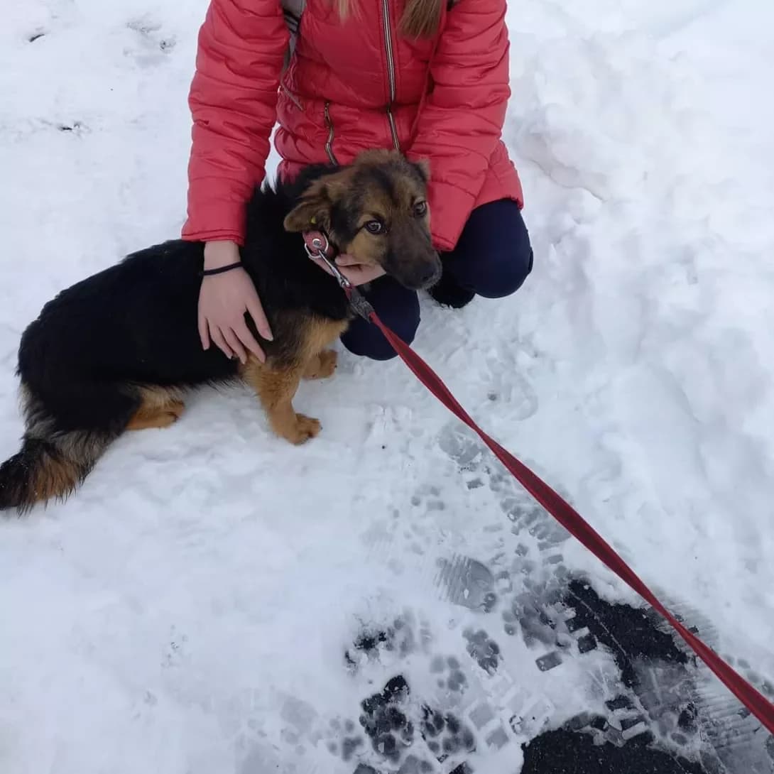 Stella (Стелла), female 7yo Mixed Breed for adoption at Happy Paw Vinnytsia Oblast