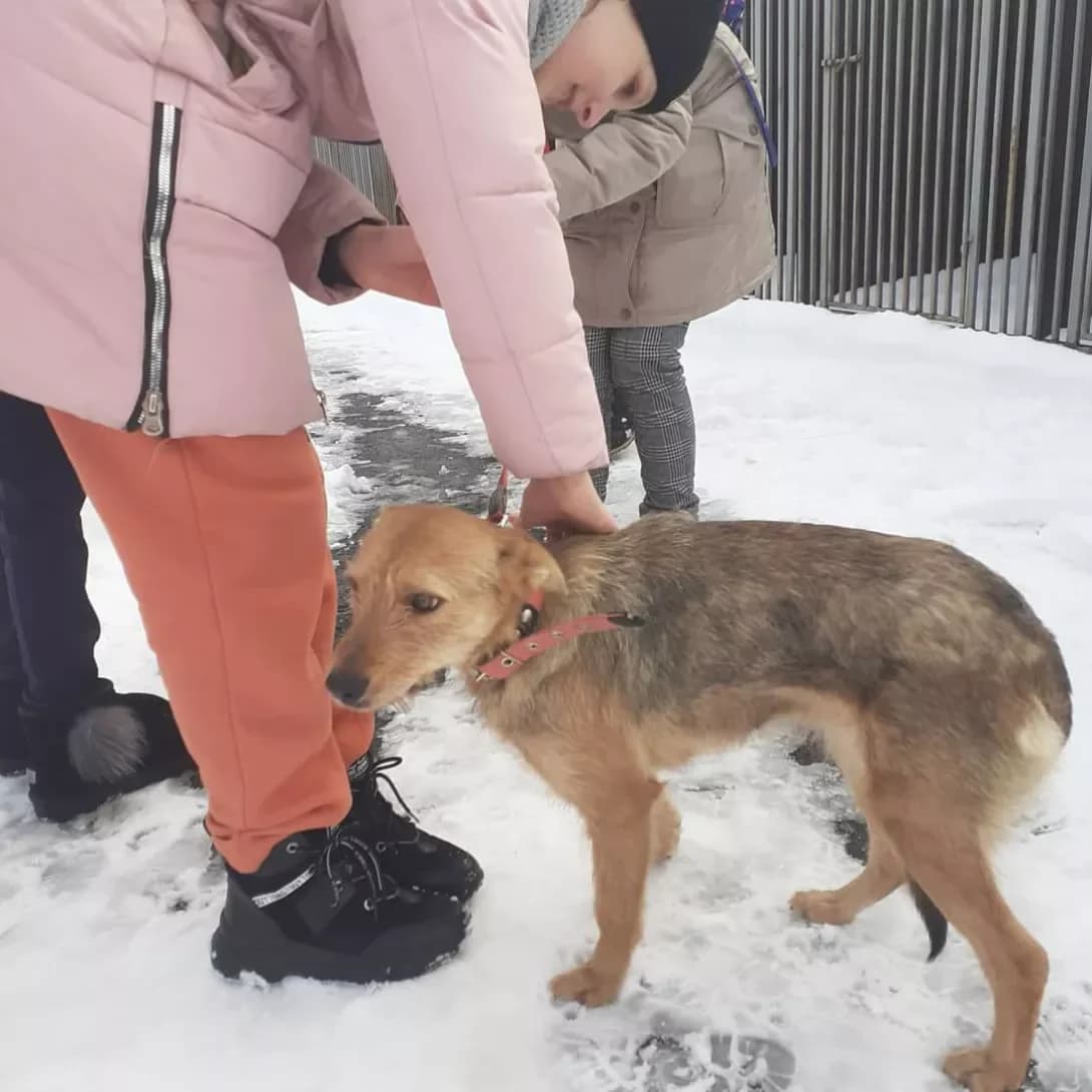Dzhessi (Джессі), female 5yo Mixed Breed for adoption at Happy Paw Vinnytsia Oblast