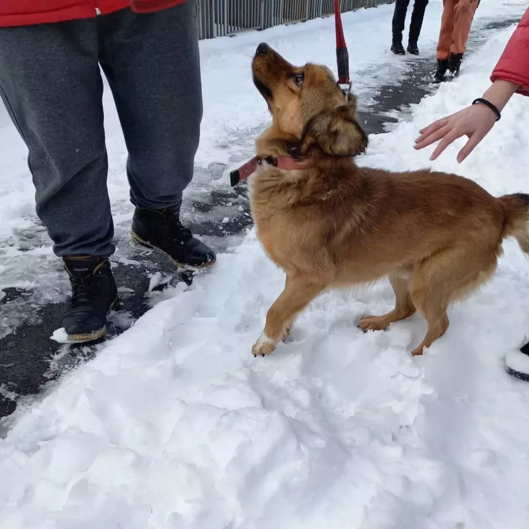 Dzhek (Джек), male 5yo Mixed Breed for adoption at Happy Paw Vinnytsia Oblast