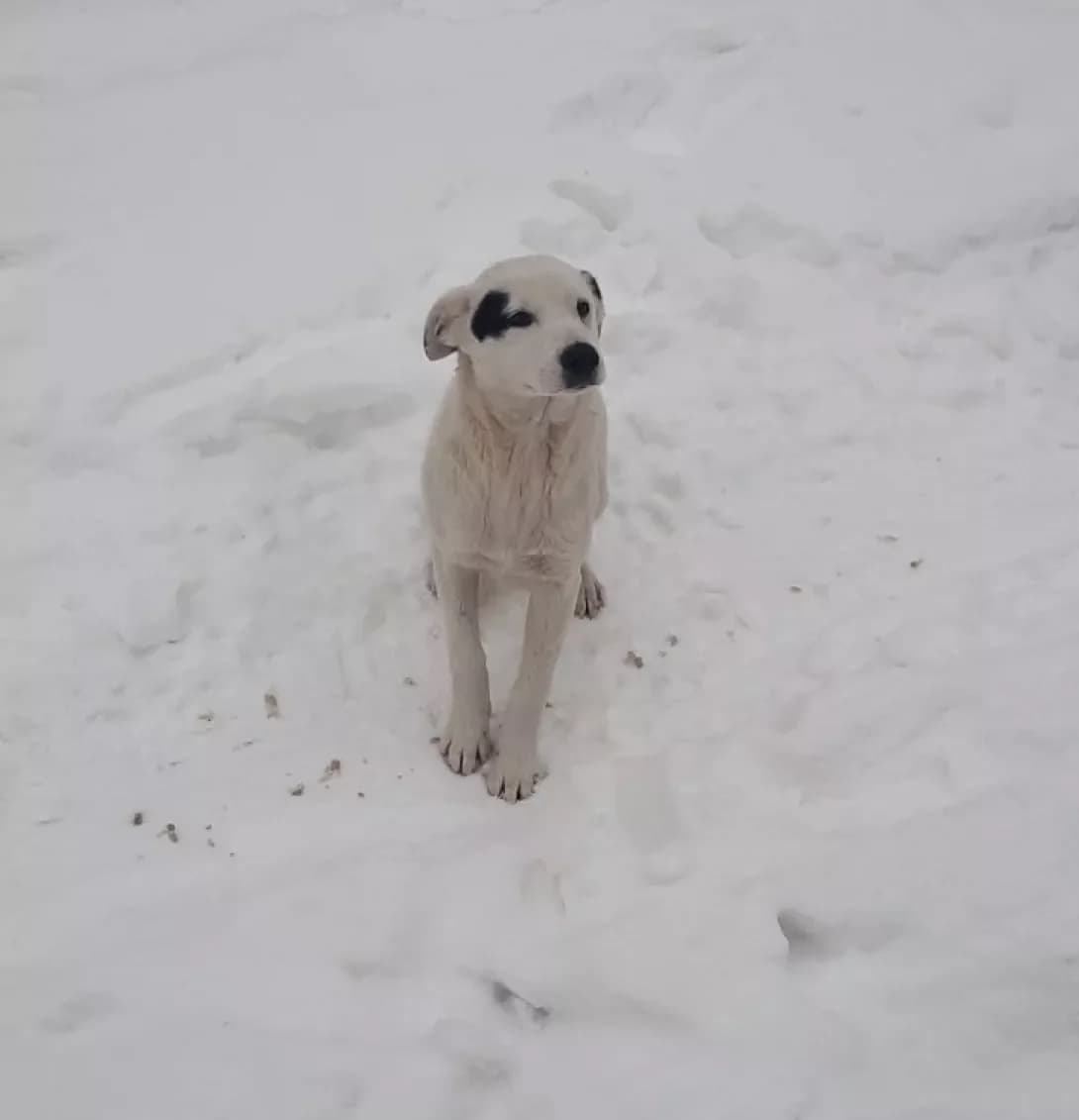 Snizhinka (Сніжинка), female 5yo Mixed Breed for adoption at Happy Paw Chernivtsi Oblast