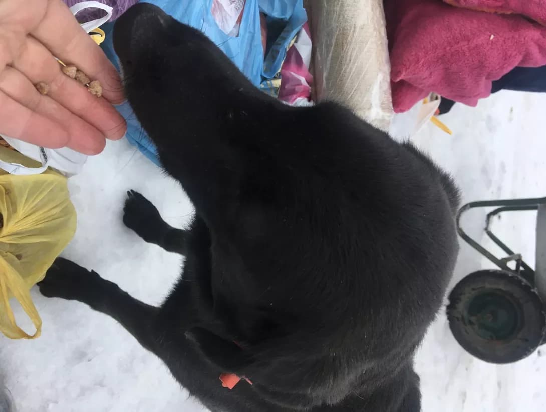 Miya (Мія), female senior Mixed Breed for adoption at Happy Paw Khmelnytskyi Oblast