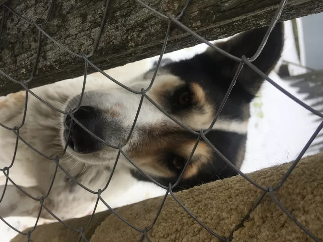 Korol (Король), male senior Mixed Breed for adoption at Happy Paw Khmelnytskyi Oblast