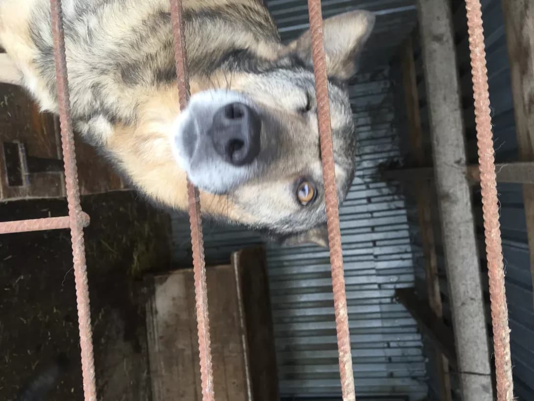 Valet (Валет), male senior Mixed Breed for adoption at Happy Paw Khmelnytskyi Oblast