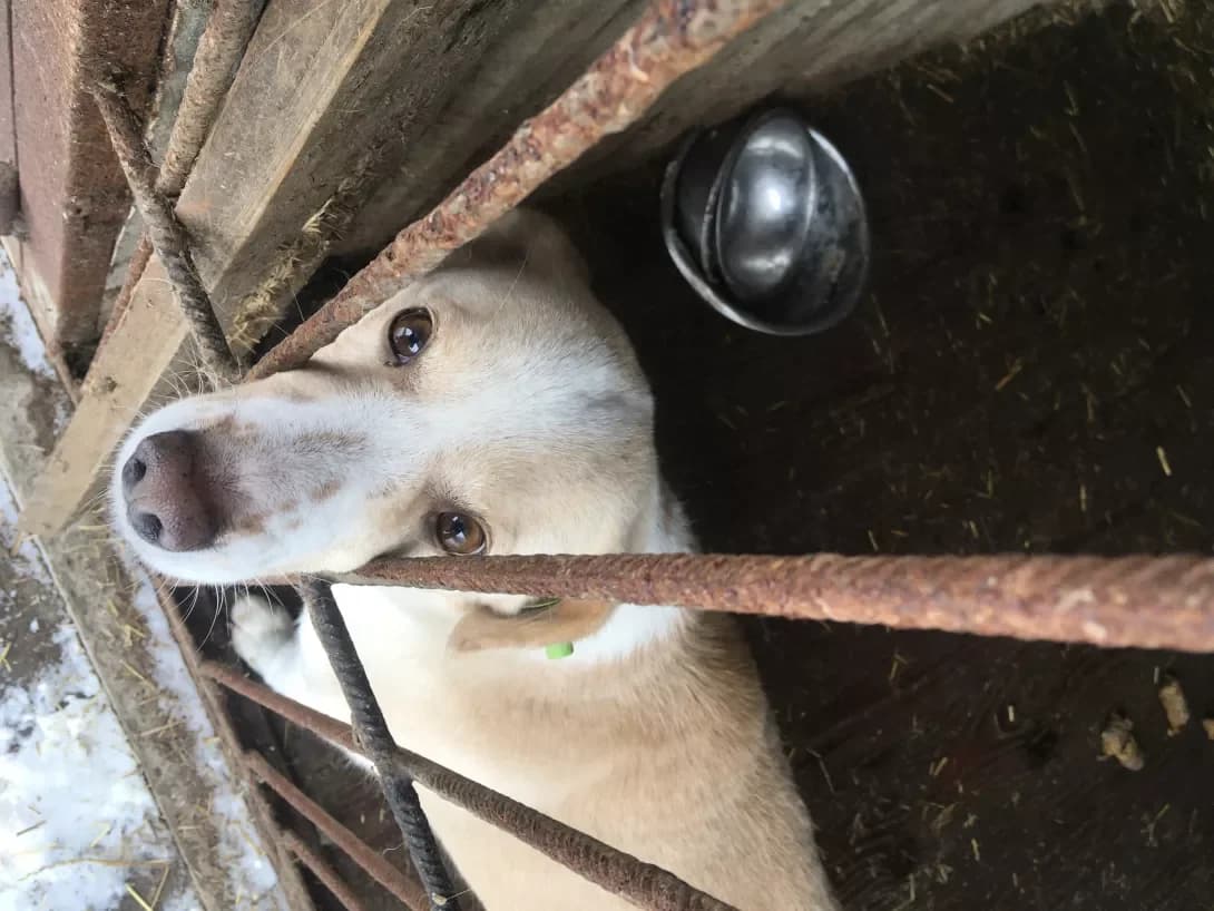 Roza (Роза), female senior Mixed Breed for adoption at Happy Paw Khmelnytskyi Oblast