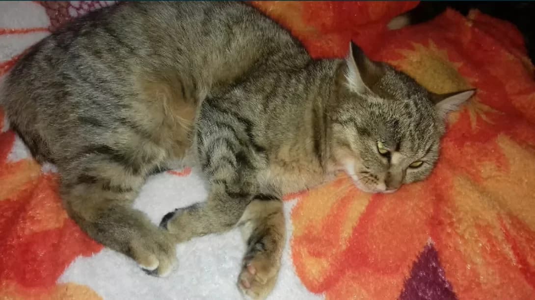 Murka (Мурка), female 5yo Mixed Breed for adoption at Happy Paw Kharkiv