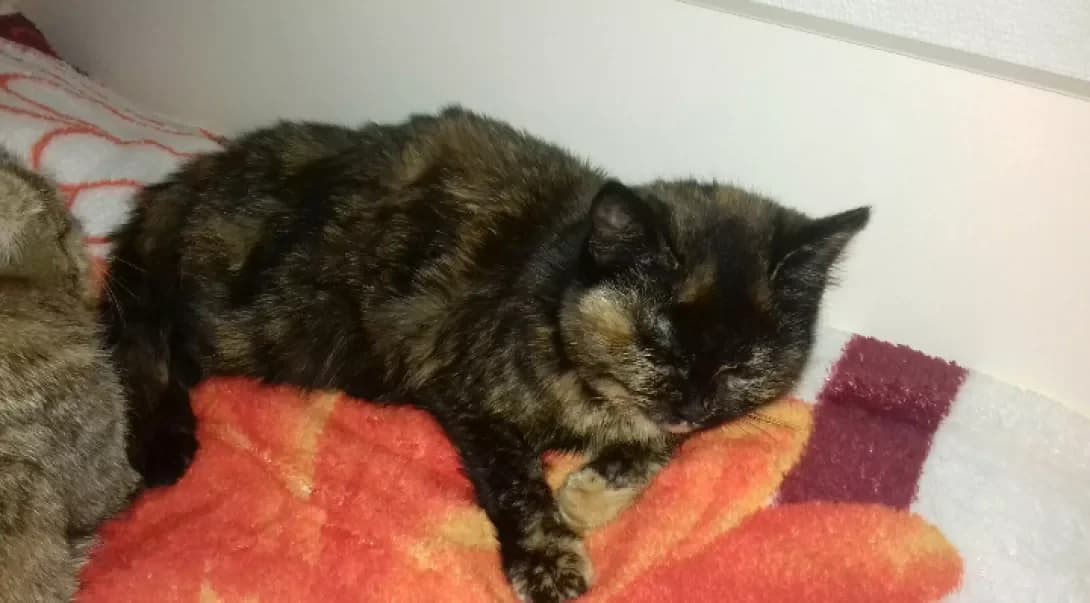 Murka (Мурка), female 5yo Mixed Breed for adoption at Happy Paw Kharkiv