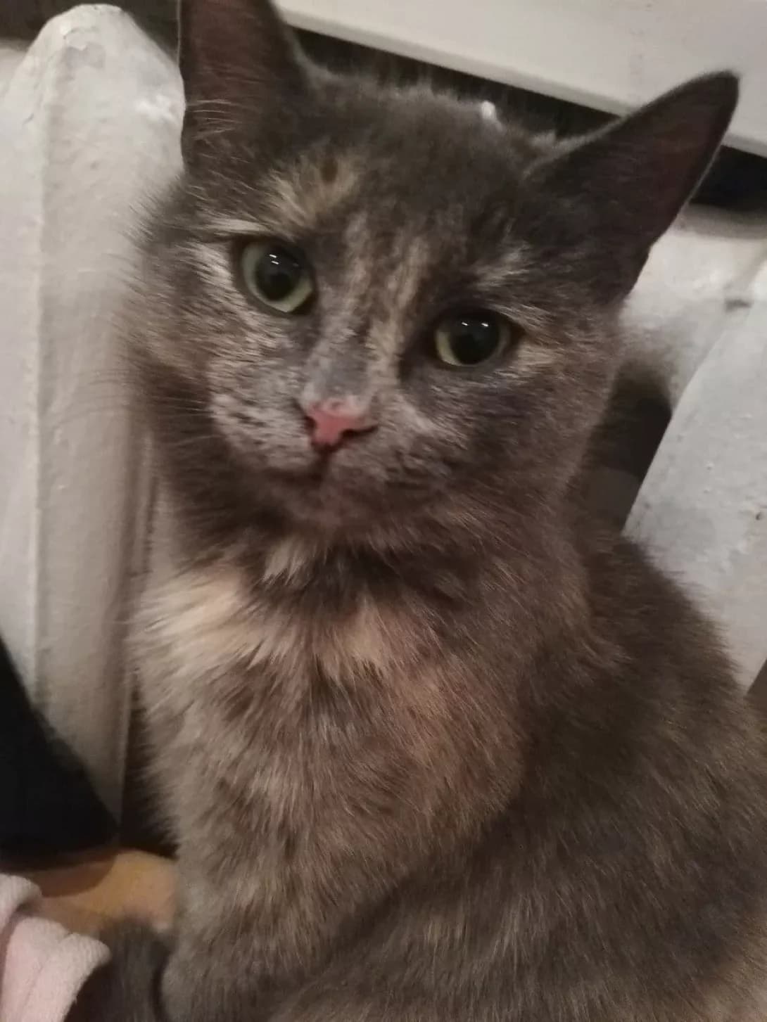 Kitti (Кітті), female 5yo Mixed Breed for adoption at Happy Paw Poltava