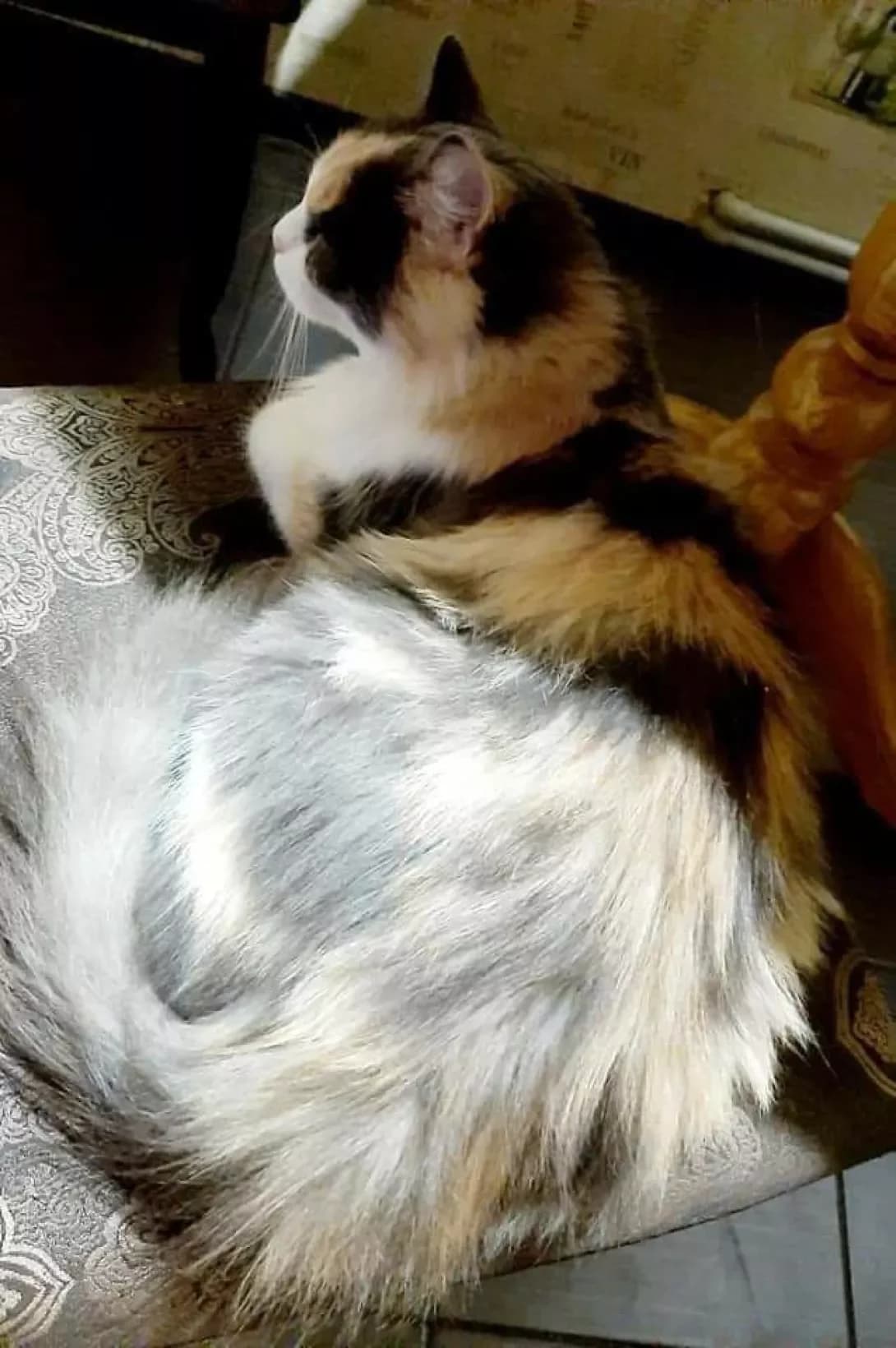 Anfisa (Анфіса), female 5yo Mixed Breed for adoption at Happy Paw Poltava