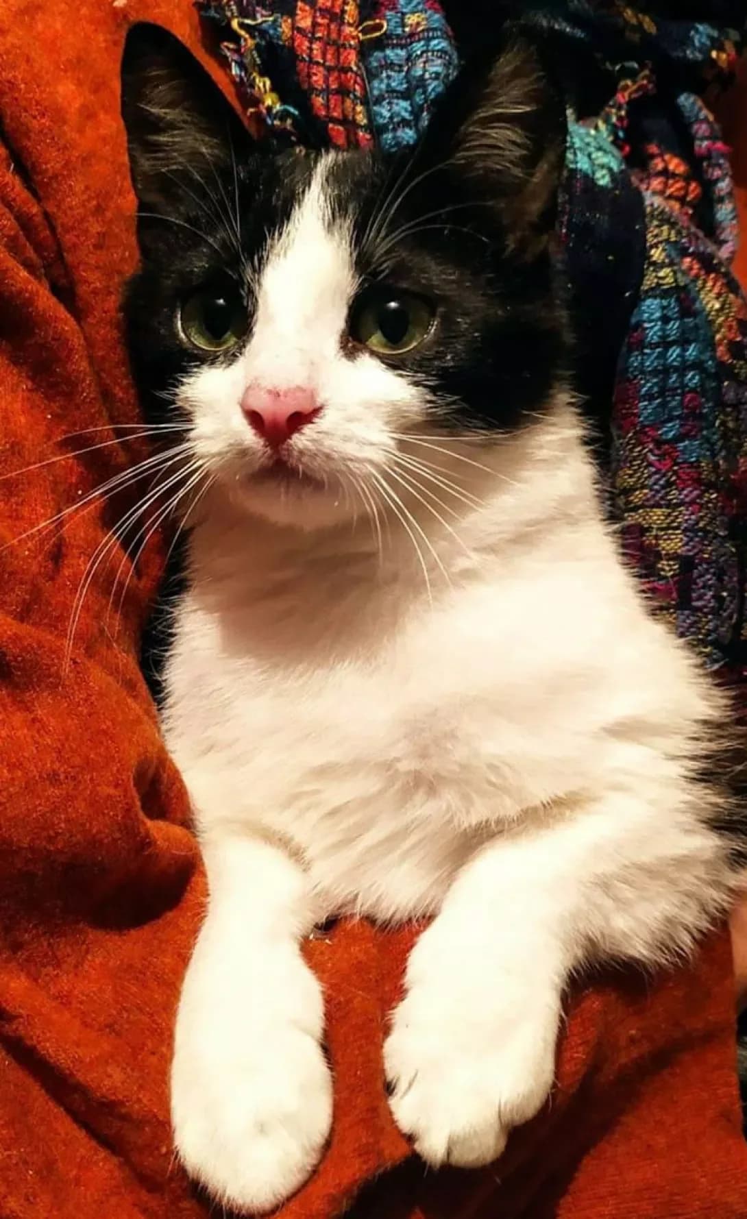 Murkotun (Муркотун), male 5yo Mixed Breed for adoption at Happy Paw Poltava