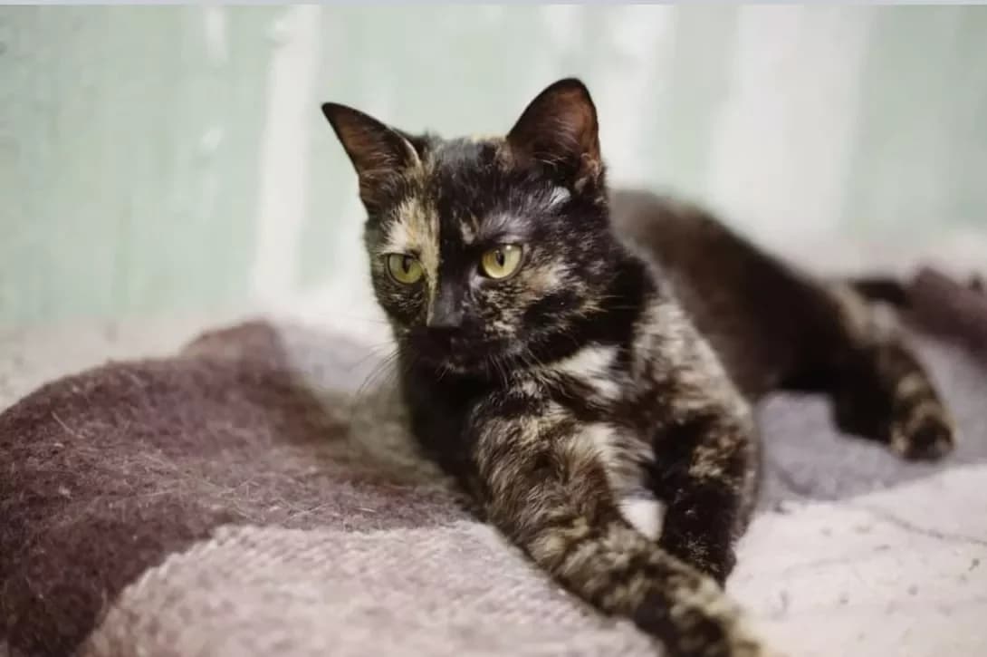 Kitsyunya (Кицюня), female 5yo Mixed Breed for adoption at Happy Paw Poltava