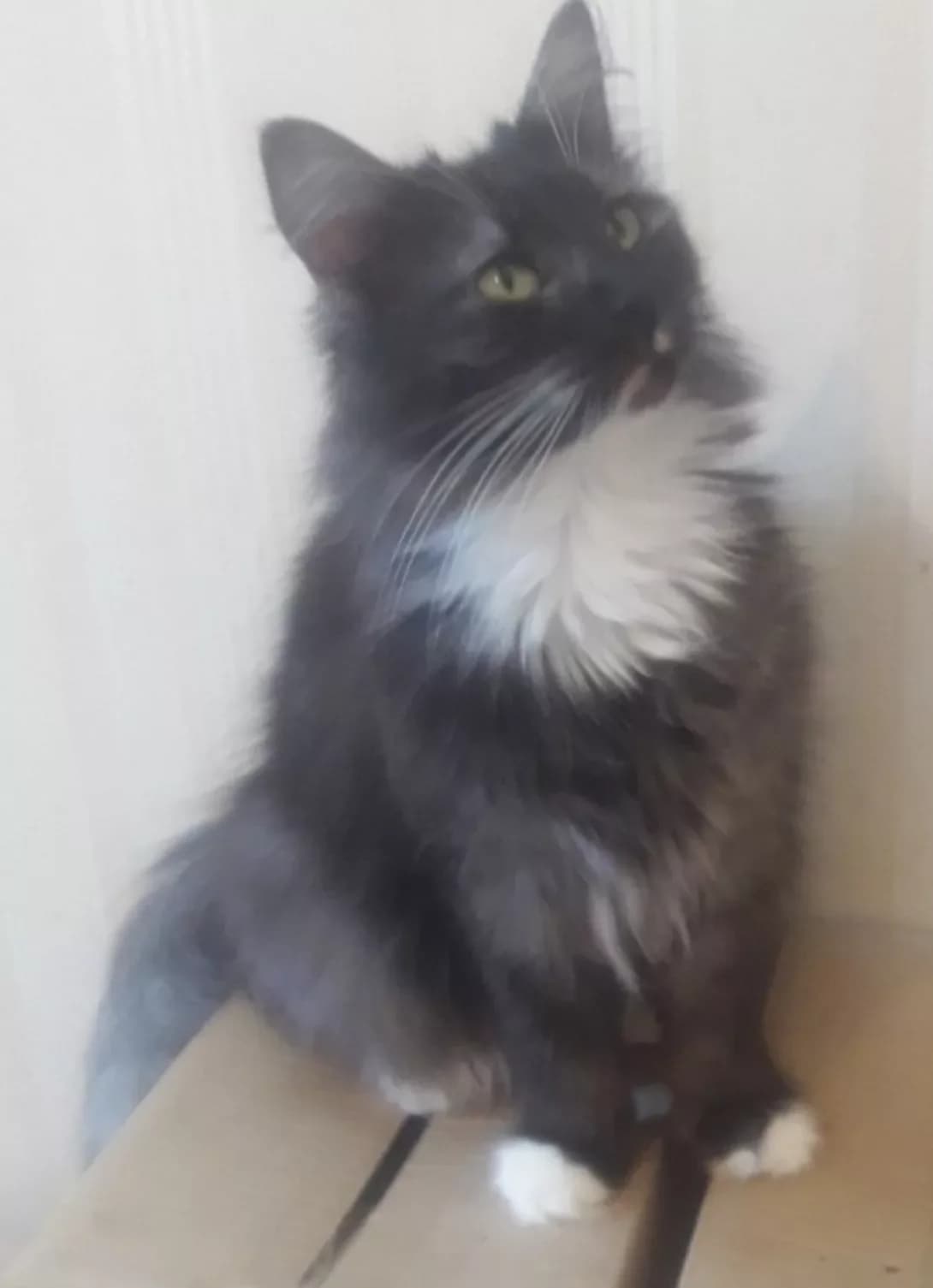 Marfa (Марфа), female 6yo Mixed Breed for adoption at Happy Paw Kyiv Oblast