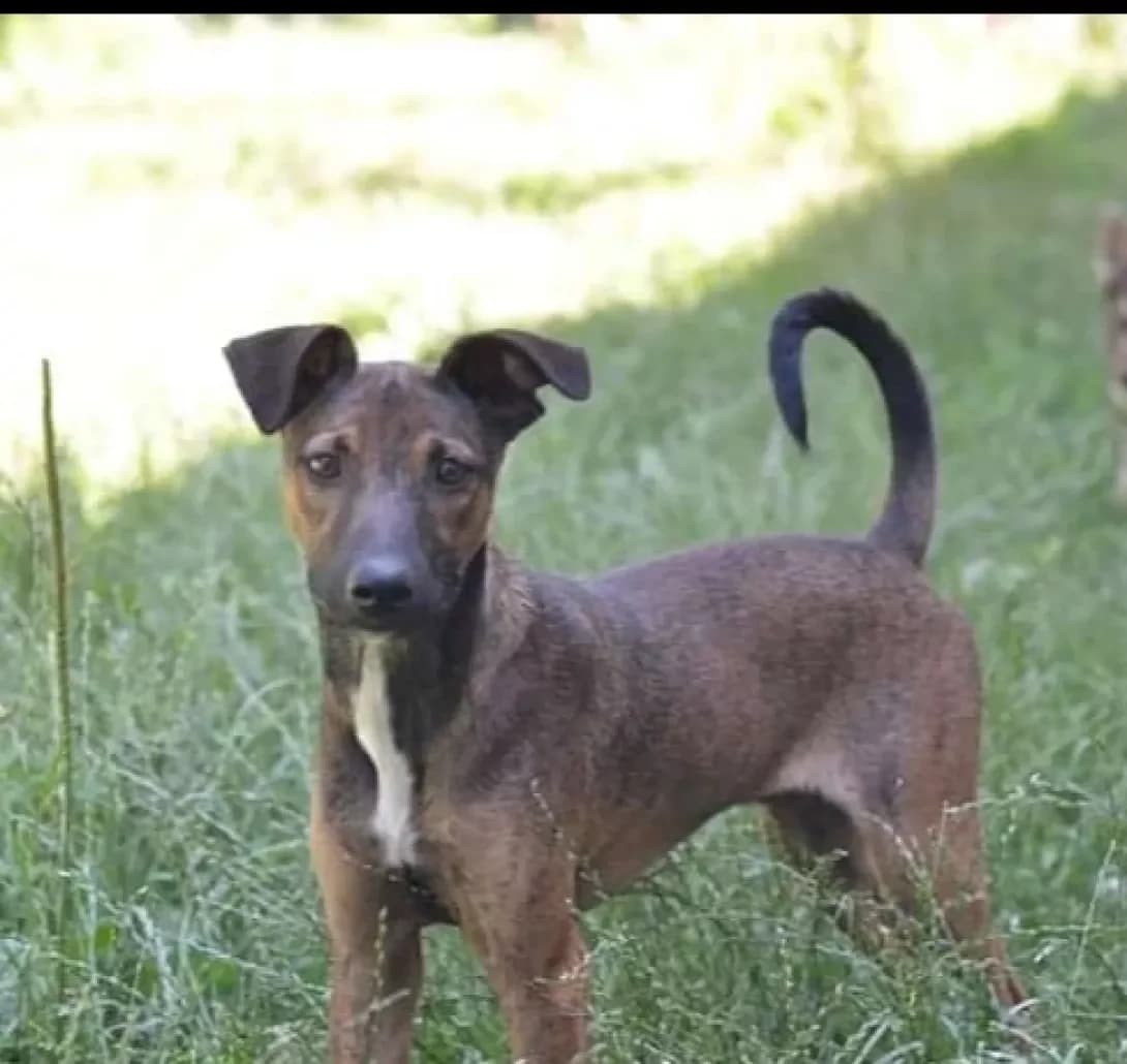 Tedi (Теді), male 5yo Mixed Breed for adoption at Happy Paw Dnipro