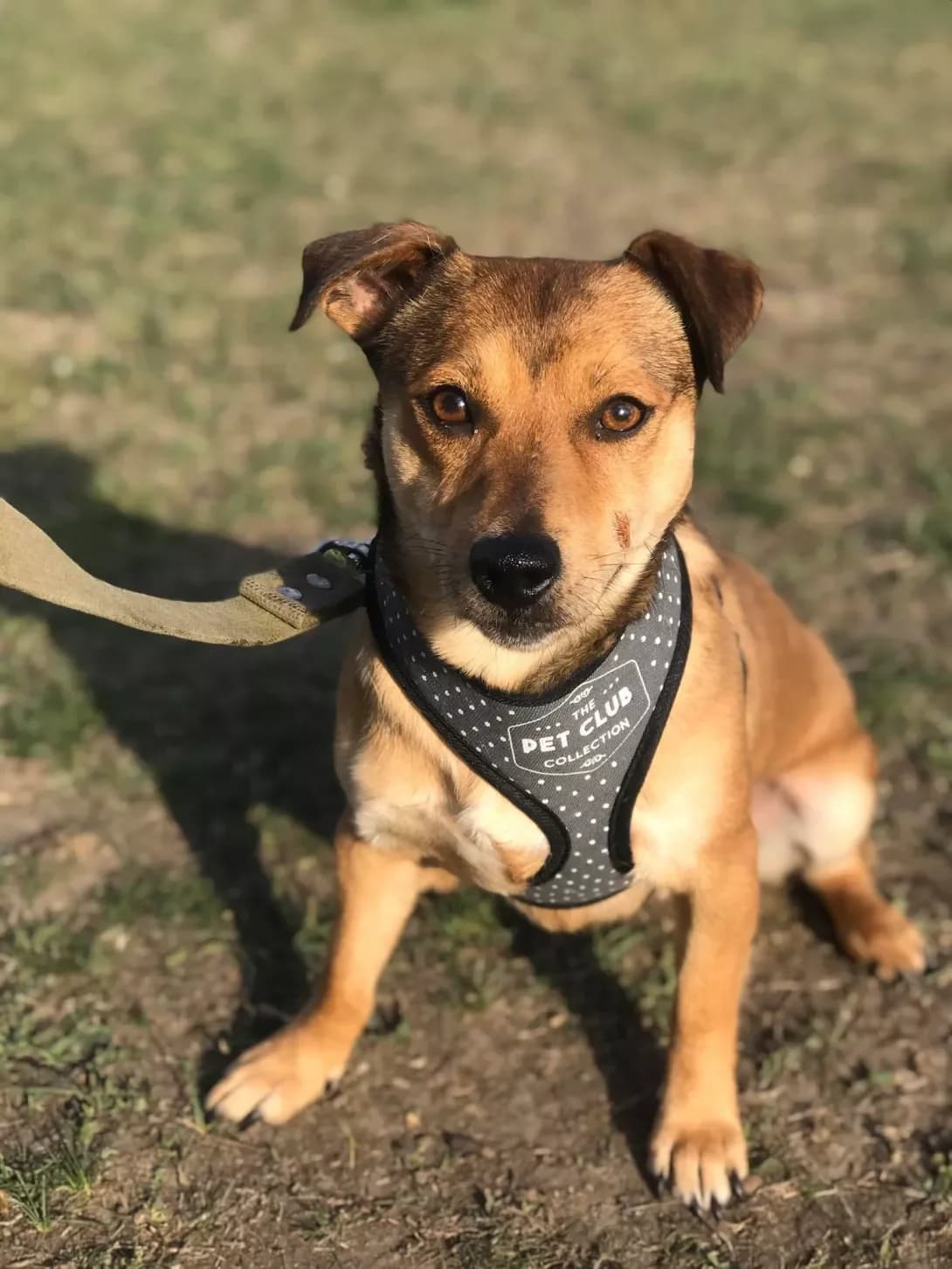 Funtik (Фунтик), male senior Mixed Breed for adoption at Happy Paw Zaporizhzhia