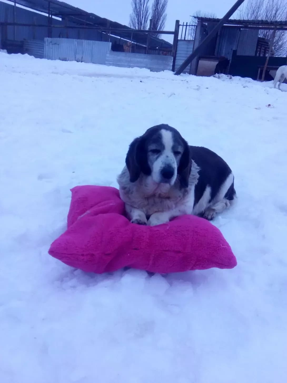 Shlyapa (Шляпа), female senior Mixed Breed for adoption at Happy Paw Khmelnytskyi Oblast
