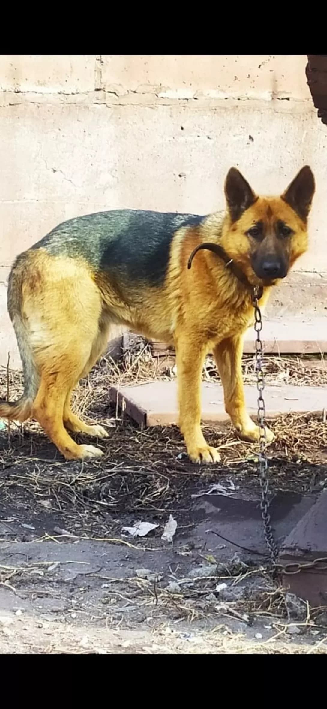 Stesha (Стеша), female 5yo Mixed Breed for adoption at Happy Paw Donetsk Oblast