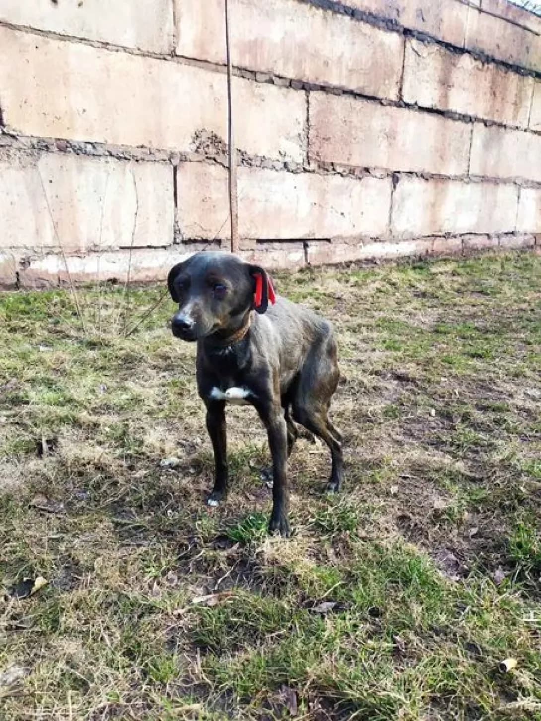 Chita (Чіта), female 6yo Mixed Breed for adoption at Happy Paw Donetsk Oblast