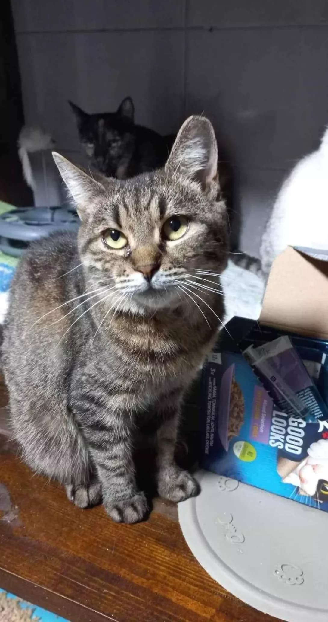 Gera (Гера), female 7yo Mixed Breed for adoption at Happy Paw Zaporizhzhia