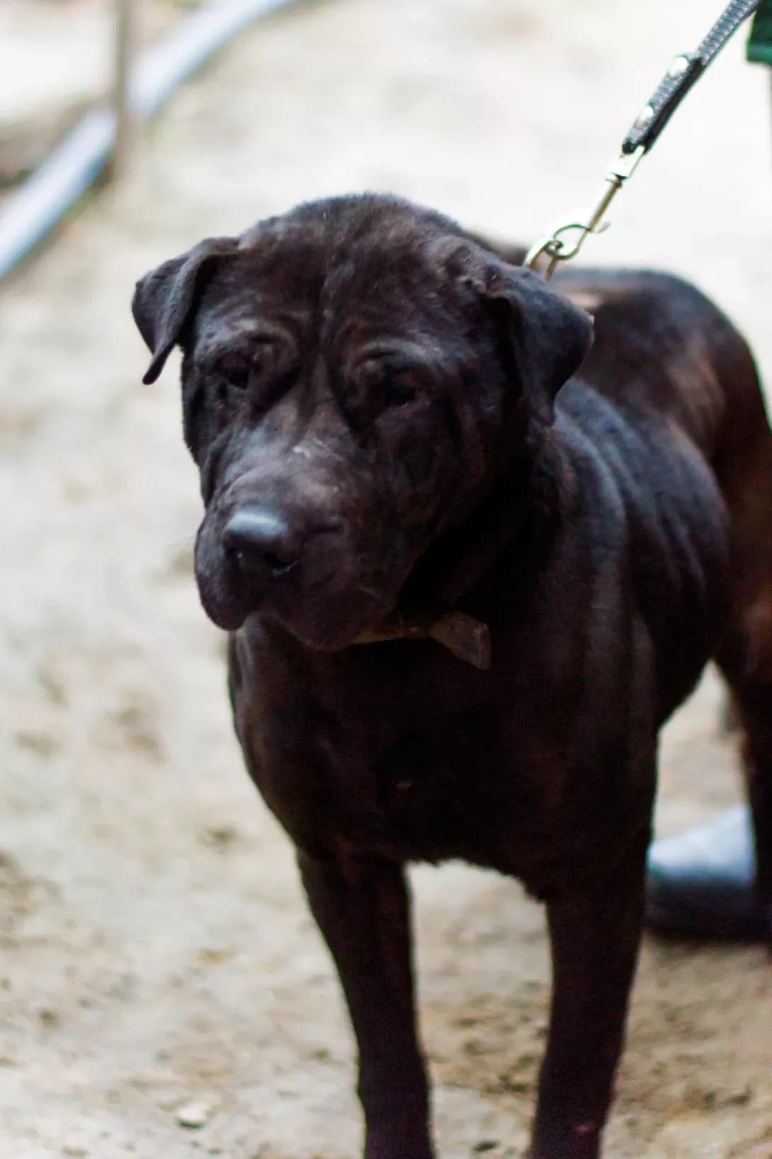Sharli (Шарлі), female senior Mixed Breed for adoption at Happy Paw Zaporizhzhia