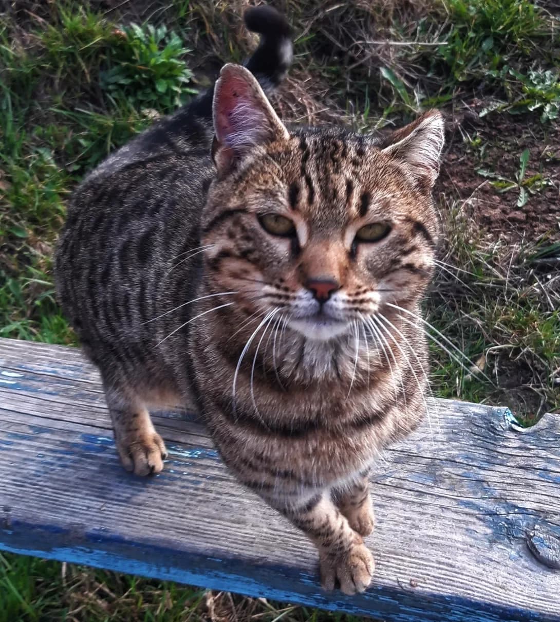 Mars porodi Otsiket (Марс породи Оцикет), male 5yo Mixed Breed for adoption at Happy Paw Kharkiv