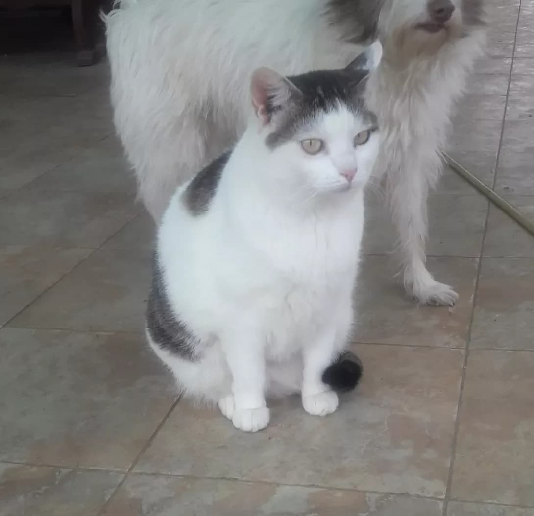Musya (Муся), female senior Mixed Breed for adoption at Happy Paw Kyiv Oblast