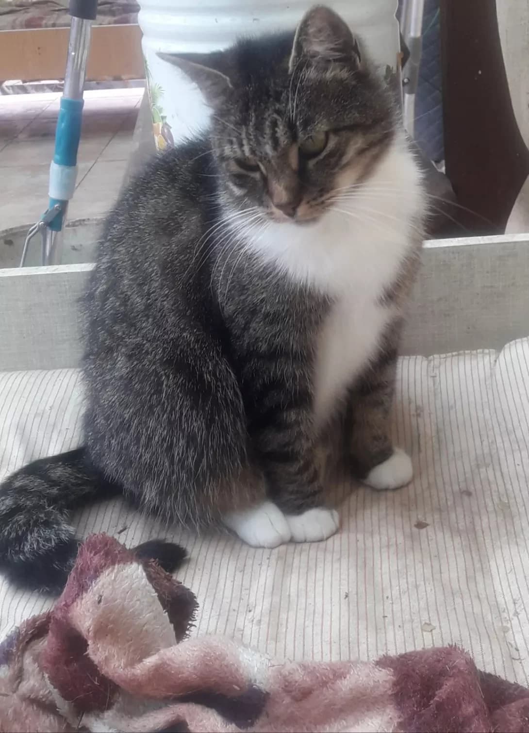 Murochka (Мурочка), female senior Mixed Breed for adoption at Happy Paw Kyiv Oblast