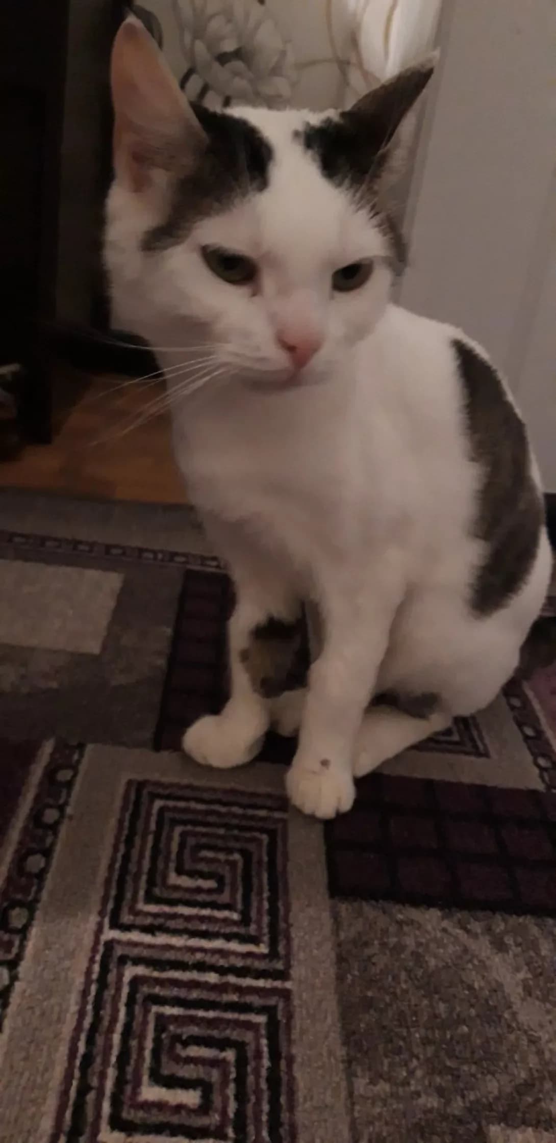 Adolf (Адольф), male senior Mixed Breed for adoption at Happy Paw Dnipro