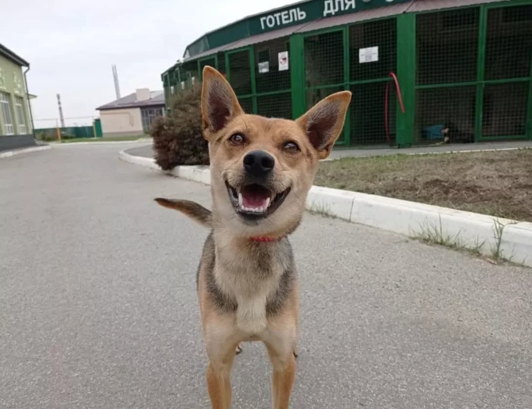 Nelson (Нельсон), male 7yo Mixed Breed for adoption at Happy Paw Kharkiv